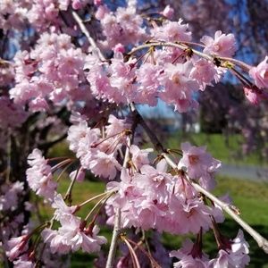 Meet your Posher, Camila